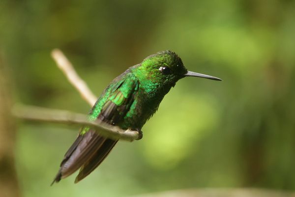 Animaux