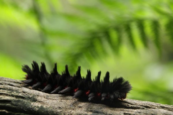 Animaux