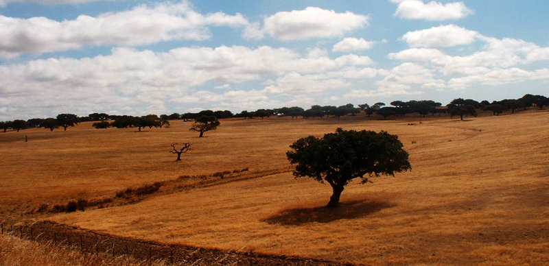 Paysages ruraux