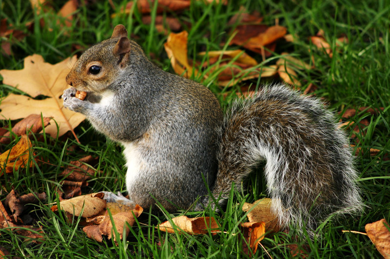 Animaux