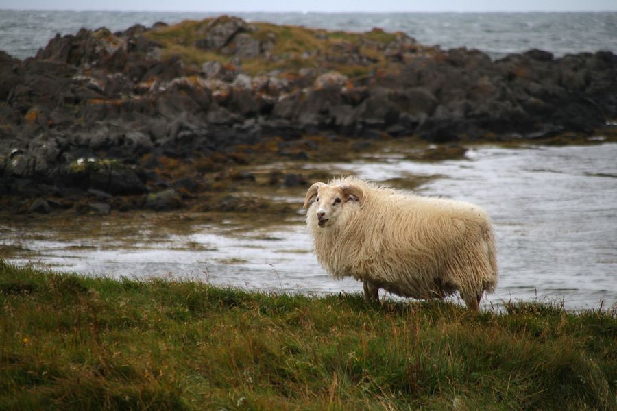 Animaux