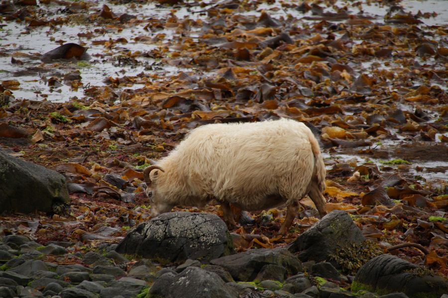 Animaux
