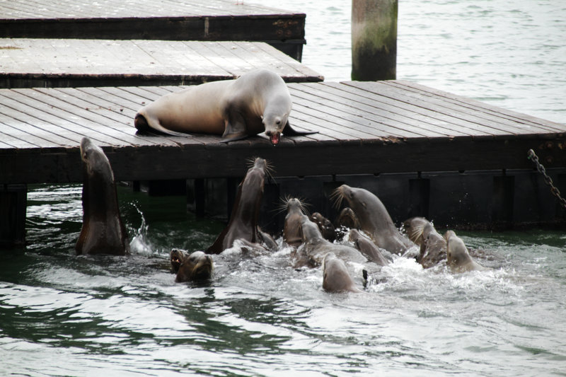 Les otaries du Pier 39