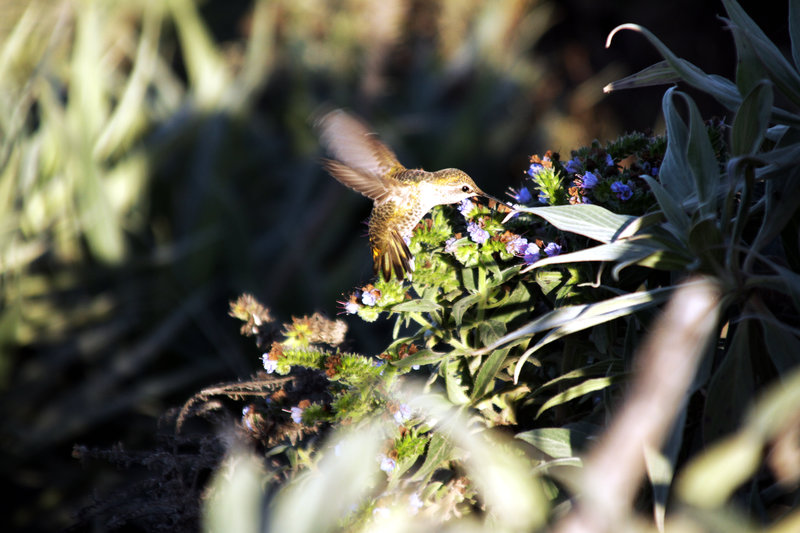 Un colibri du Golden Gate Bridge
