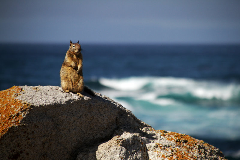 Animaux