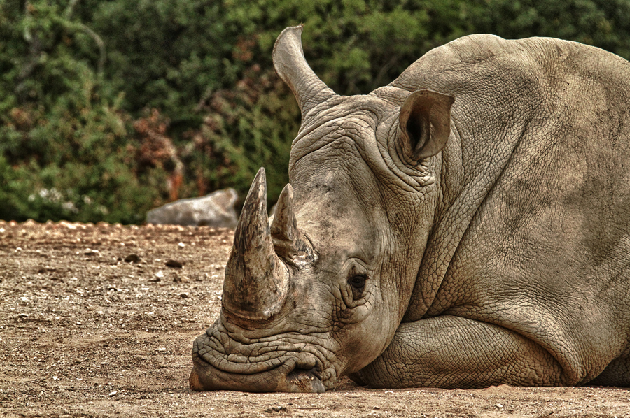 Animaux