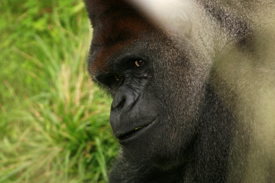 Animaux